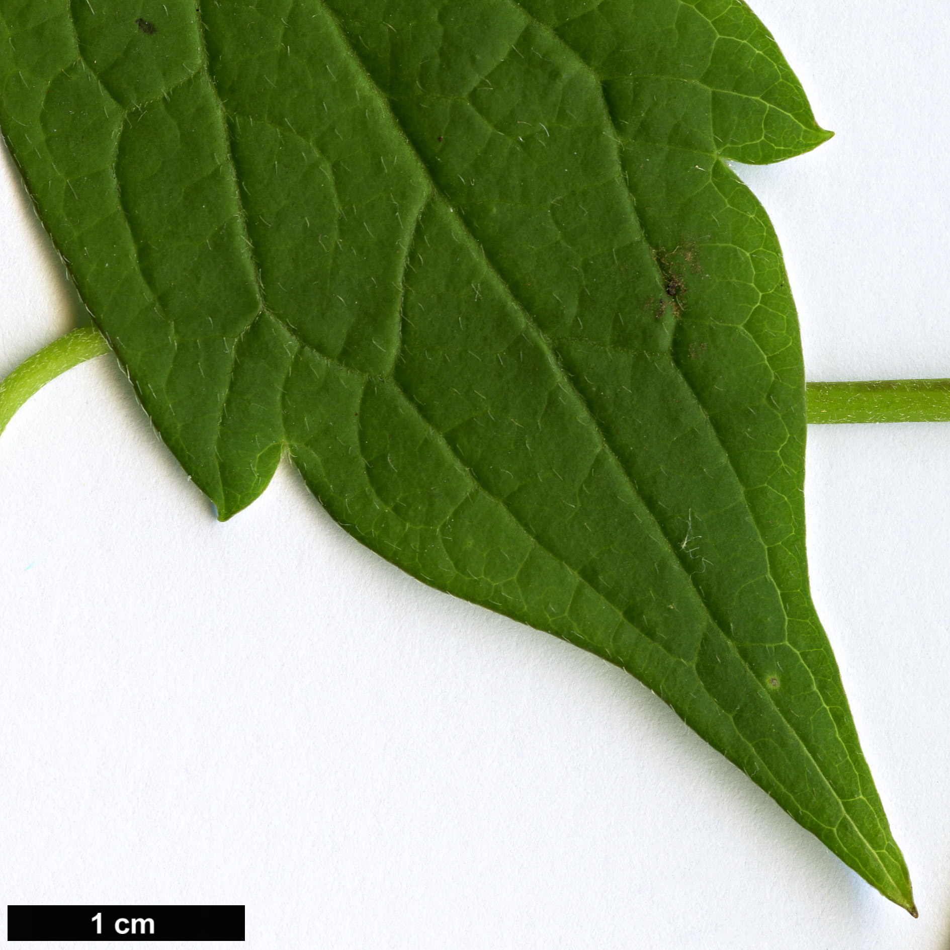 High resolution image: Family: Ranunculaceae - Genus: Clematis - Taxon: montana - SpeciesSub: var. grandiflora